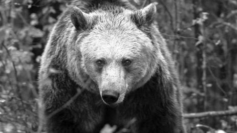 мечкаРадевБелица