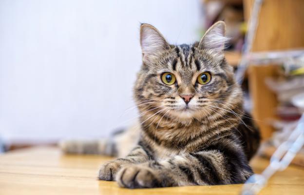 Домашна котка