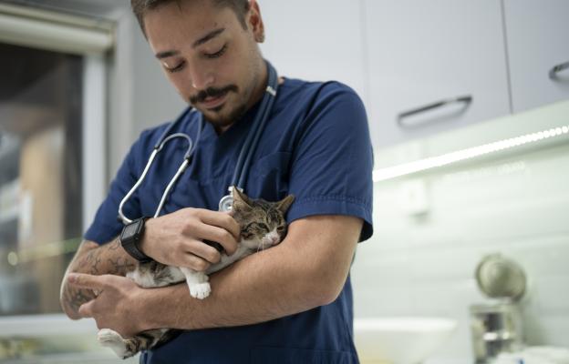 Домашна котка