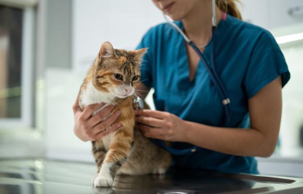 Домашна котка