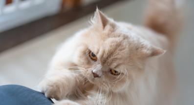 Домашна котка