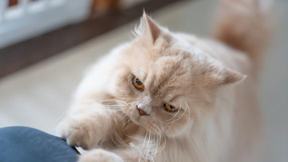 Домашна котка