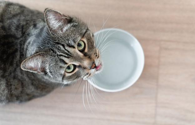 Домашна котка