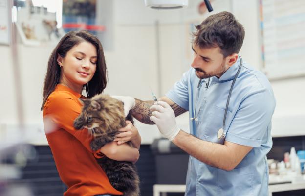 Домашна котка