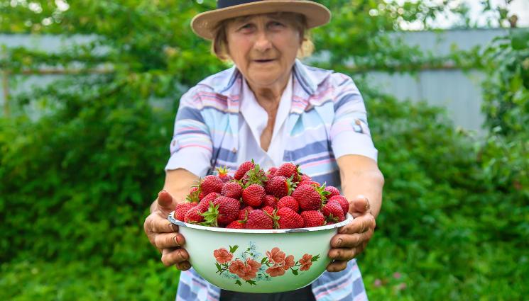 ягоди - За да берем пълни щайги: Полагаме пролетни грижи за ягодите!
