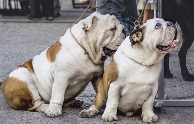 Aнглийски булдог