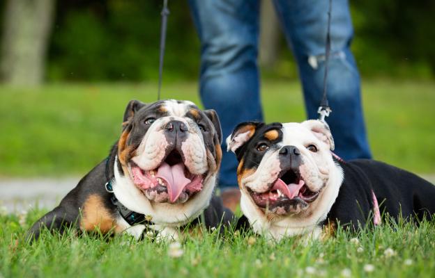 Aнглийски булдог