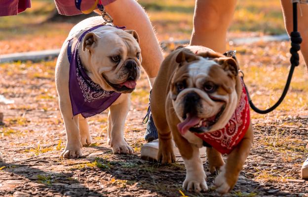 Aнглийски булдог