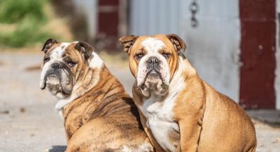 Aнглийски булдог