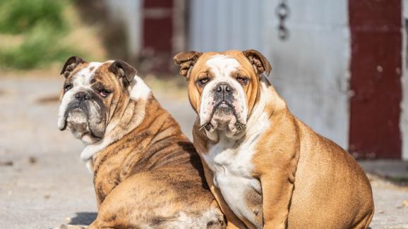 Aнглийски булдог