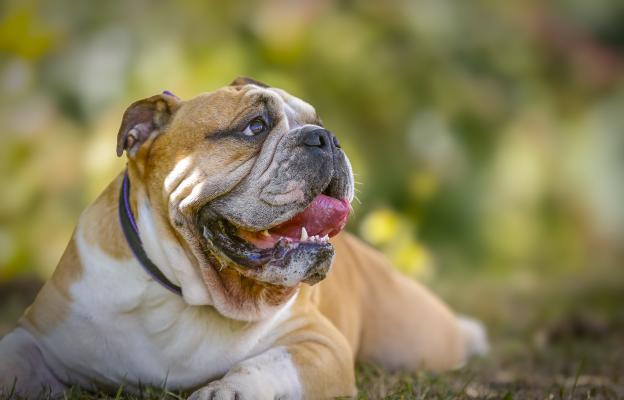 Aнглийски булдог
