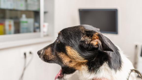 Ларингит при кучетата: симптоми и лечение