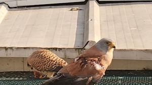 Две белошипи ветрушки