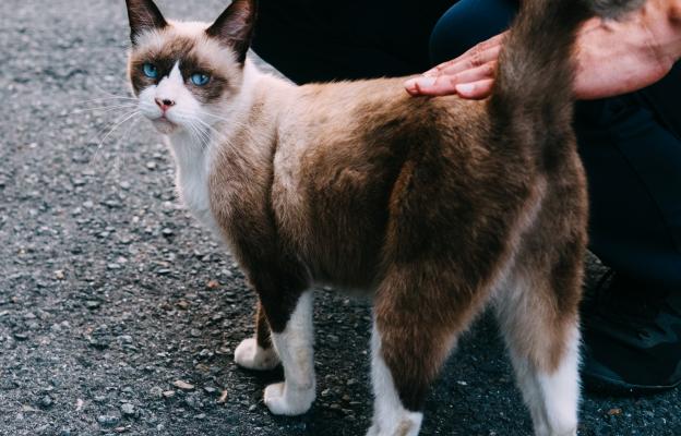 Домашна котка