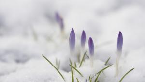 пролет сняг