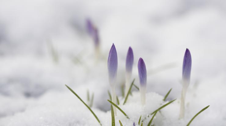 пролет сняг