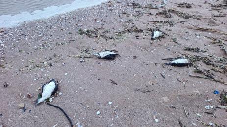 мъртви птици