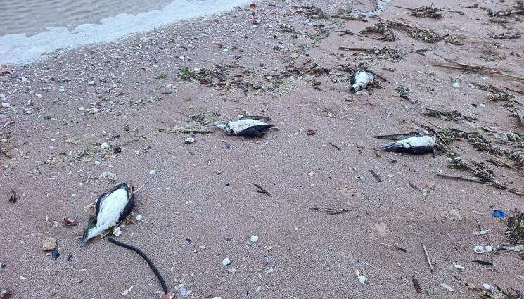мъртви птици - ЗЛОВЕЩО! Десетки мъртви птици по крайбрежието на Шабла