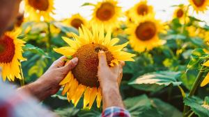 слънчоглед