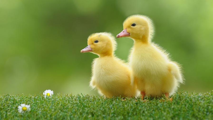 бебе животно