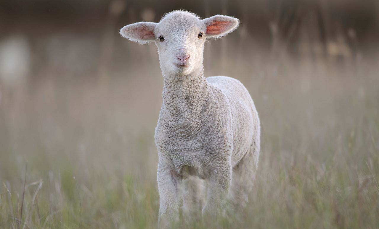 <p><strong>Роден на 5, 14 или 23 - Бебето агънце</strong></p>

<p>Пълни със страст, тези рождени дати са свързани с Меркурий, планетата на интелигентността и комуникацията. Вие сте нетърпеливи да общувате, да изследвате и да играете. Само часове след раждането си, тези очарователни пролетни създания вече ходят. Това отразява желанието ви за вълнуващи приключения и прегръщане на трансформиращите възможности на живота.</p>