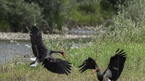 черен щъркел