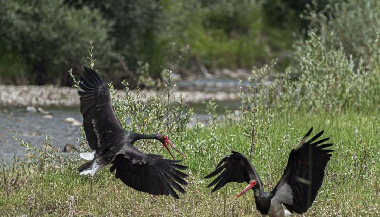 черен щъркел - Символ на голяма радост: Първа пролет пристигна с черен щъркел