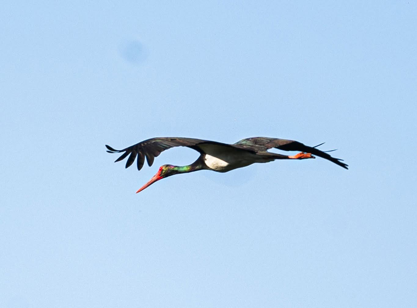 черен щъркел