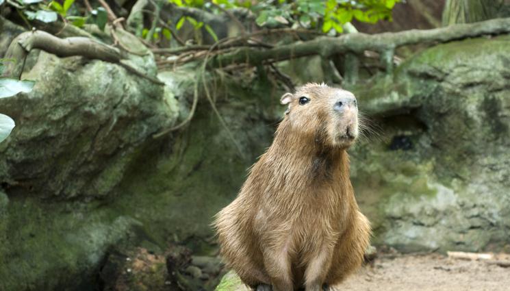 капибара - ГОЛЯМОТО БЯГСТВО: Капибара изигра пазачите на зоопарка в Хампшър!