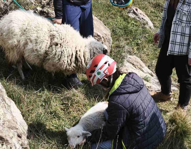 овца и агне