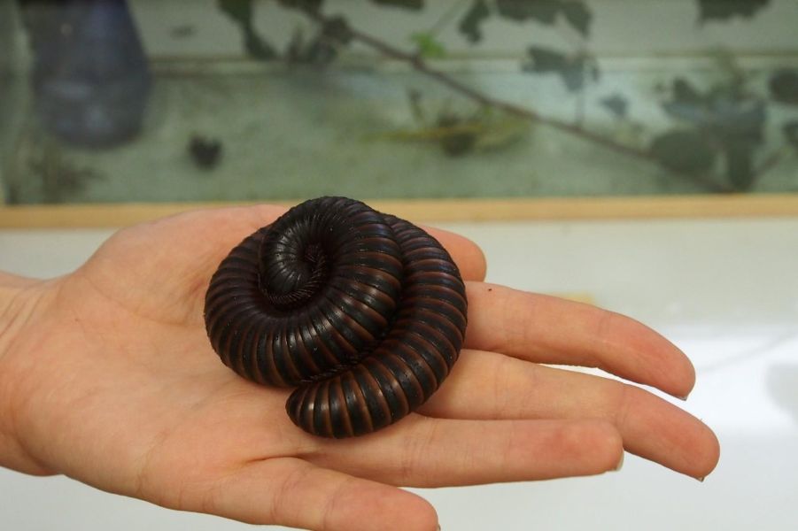 <p>Изложбата на живи тропически пеперуди Butterfly House Varna вече се превърна в едно от любимите места за почивка на граждани и туристи, които идват в града.</p>