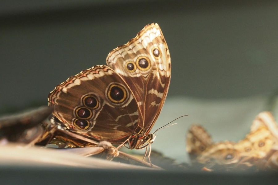 <p>Изложбата на живи тропически пеперуди Butterfly House Varna вече се превърна в едно от любимите места за почивка на граждани и туристи, които идват в града.</p>