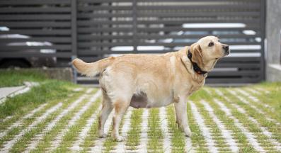 куче бременност