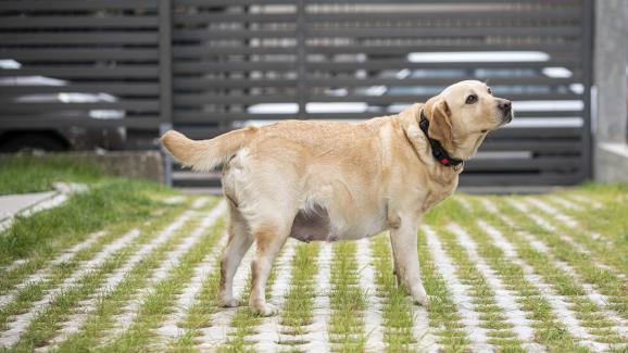 куче бременност