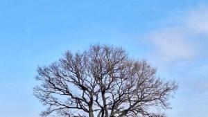 защитени дървета