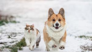 сняг времето куче котка