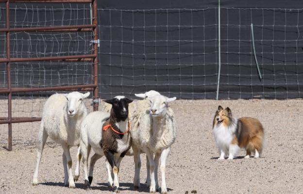 Шетландска овчарка