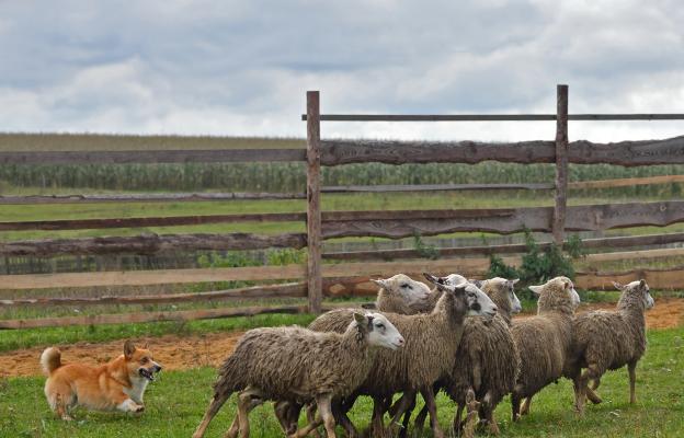 Шетландска овчарка