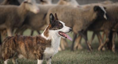 корги овце