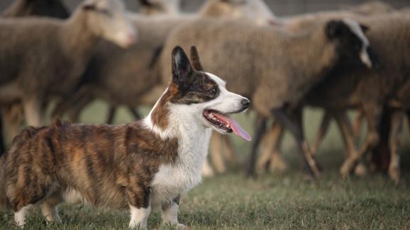 5-те най-популярни малки овчарски кучета (СНИМКИ)