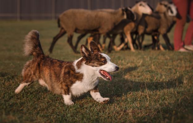 Уелско корги кардиган