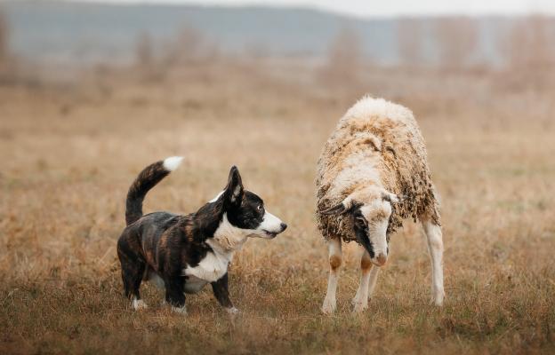 Уелско корги кардиган