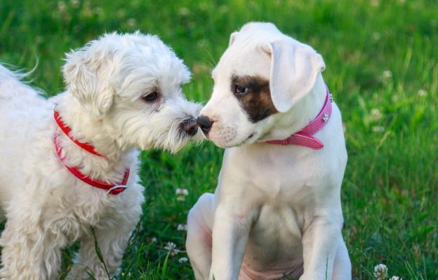 социализация на кученцето