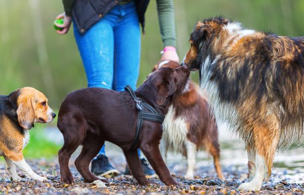 социализация на кученцето