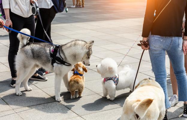 социализация на кученцето