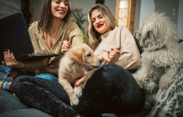 социализация на кученцето