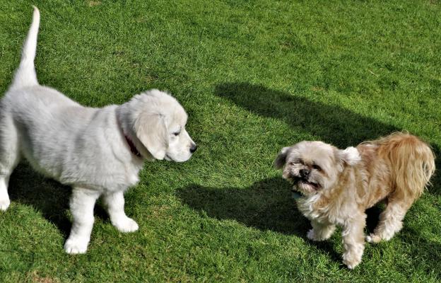 социализация на кученцето