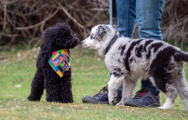 социализация на кученцето