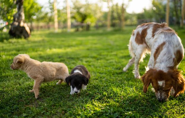 социализация на кученцето