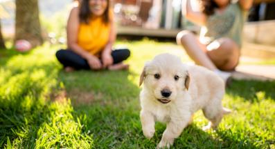 социализация на кученцето